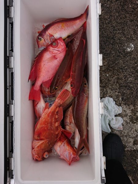 エンペラー 釣果