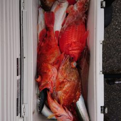 エンペラー 釣果