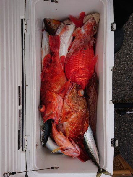 エンペラー 釣果