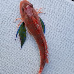 アマテラス 釣果