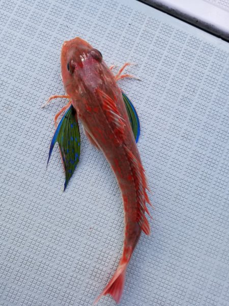 アマテラス 釣果