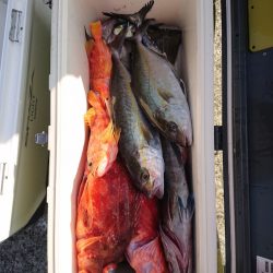 エンペラー 釣果