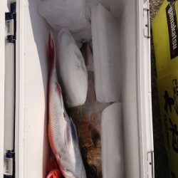 エンペラー 釣果