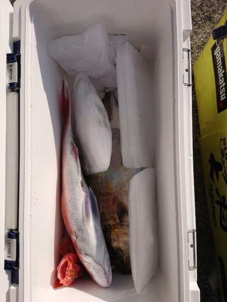 エンペラー 釣果