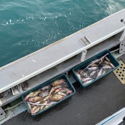 シーランチ 釣果