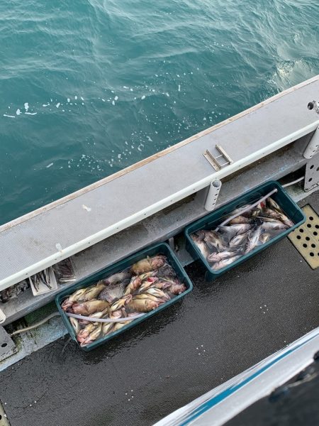 シーランチ 釣果