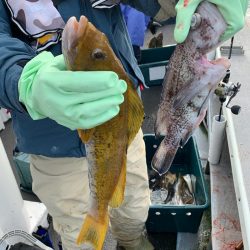 シーランチ 釣果