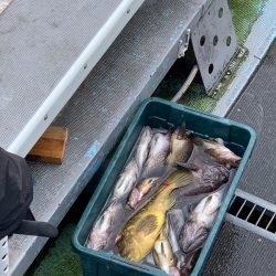 シーランチ 釣果