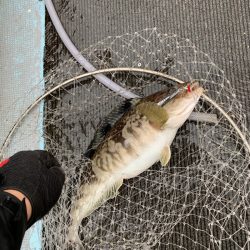 シーランチ 釣果