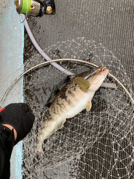 シーランチ 釣果