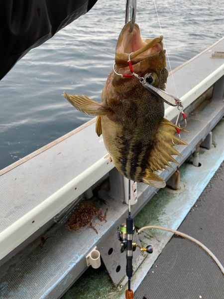 シーランチ 釣果