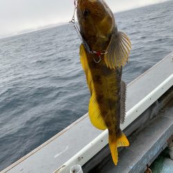 シーランチ 釣果