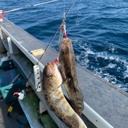 シーランチ 釣果