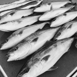 South Current 釣果