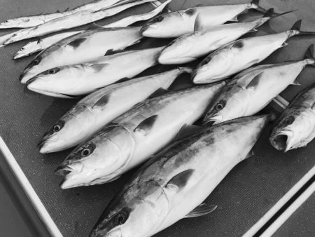 South Current 釣果