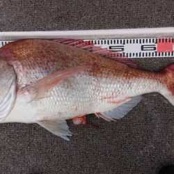 ARCADIAⅡ （アルカディアⅡ） 釣果