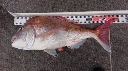 ARCADIAⅡ （アルカディアⅡ） 釣果