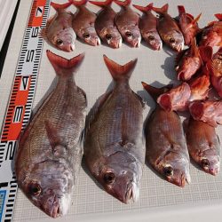 遊漁船　家入 釣果