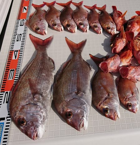 遊漁船　家入 釣果