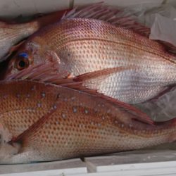 遊漁船 家入 釣果