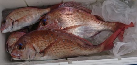 遊漁船 家入 釣果