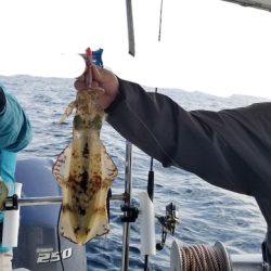 ソルトウォーターガイドフレンズ 釣果