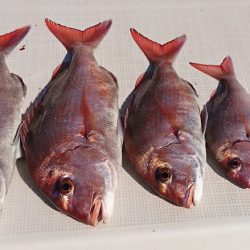 遊漁船 家入 釣果