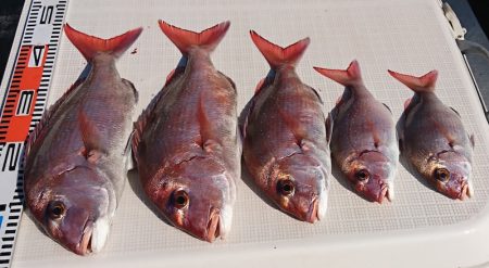 遊漁船 家入 釣果