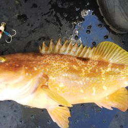 第二龍勢丸 釣果