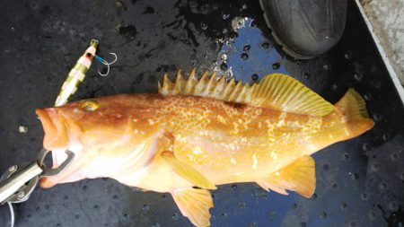 第二龍勢丸 釣果