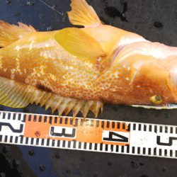 第二龍勢丸 釣果