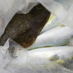 第二龍勢丸 釣果