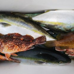 第二龍勢丸 釣果