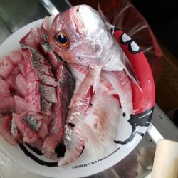 龍神丸(鹿児島) 釣果