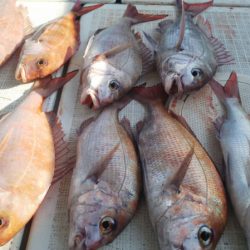 タイラバ遊漁船 ワンピース 釣果