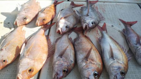 タイラバ遊漁船 ワンピース 釣果