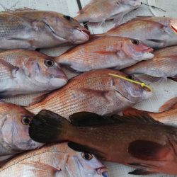 タイラバ遊漁船 ワンピース 釣果