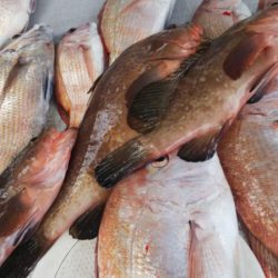 タイラバ遊漁船 ワンピース 釣果