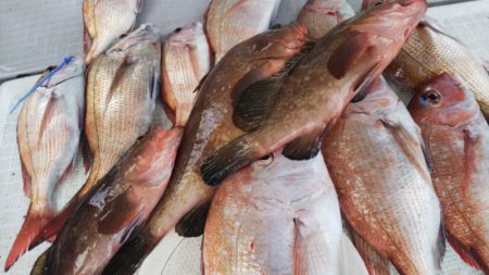 タイラバ遊漁船 ワンピース 釣果