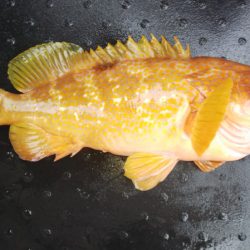 第二龍勢丸 釣果