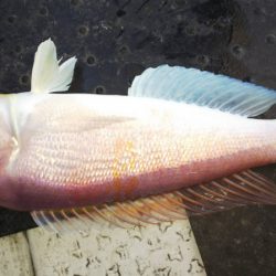 第二龍勢丸 釣果