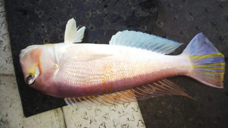 第二龍勢丸 釣果