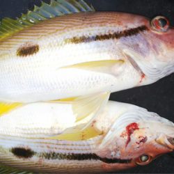 第二龍勢丸 釣果