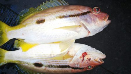 第二龍勢丸 釣果