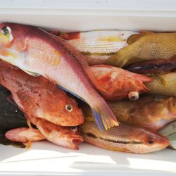 第二龍勢丸 釣果