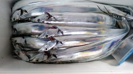 小島丸 釣果