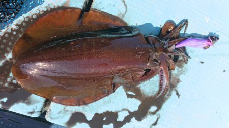 シースナイパー海龍 釣果