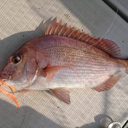 遊漁船 家入 釣果