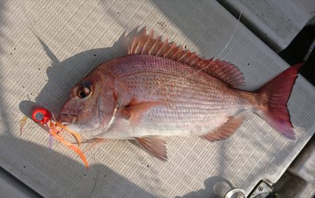 遊漁船 家入 釣果