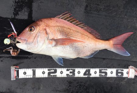 渡船屋たにぐち 釣果